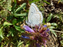 Plebejus anna