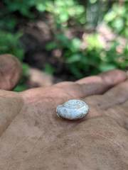 Triodopsis tridentata