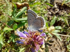 Plebejus anna