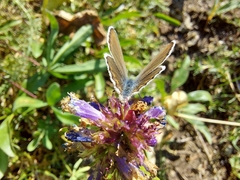 Plebejus anna