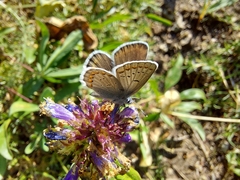 Plebejus anna