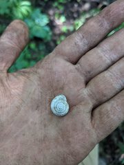 Triodopsis tridentata