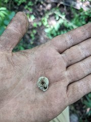 Triodopsis tridentata