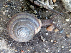 Webbhelix multilineata