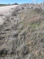 Acanthocladium dockeri