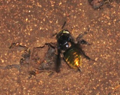 Euglossa intersecta