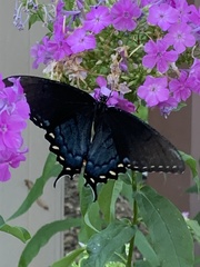 Papilio glaucus