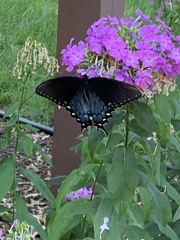 Papilio glaucus