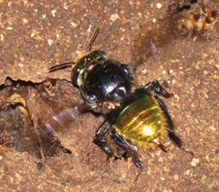Euglossa intersecta
