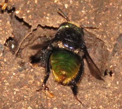 Euglossa intersecta