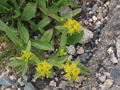 Solidago leiocarpa
