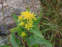 Solidago leiocarpa