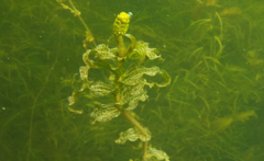 Potamogeton perfoliatus