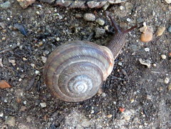 Webbhelix multilineata