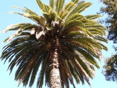 Phoenix canariensis