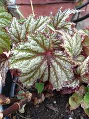 Begonia rex-cultorum