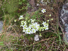 Mononeuria groenlandica