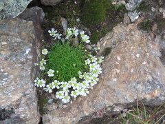 Mononeuria groenlandica