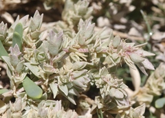 Atriplex watsonii