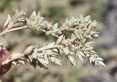 Atriplex watsonii