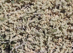 Atriplex watsonii