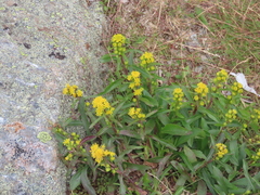 Solidago leiocarpa
