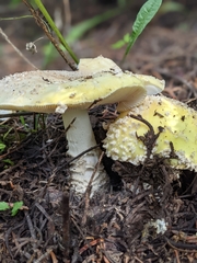 Amanita muscaria flavivolvata