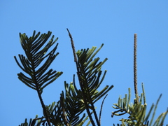 Araucaria heterophylla