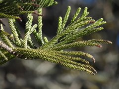 Araucaria heterophylla