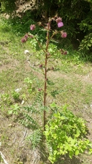 Cirsium vinaceum