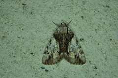 Catocala blandula