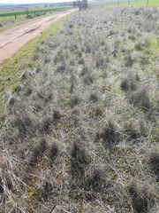 Acanthocladium dockeri