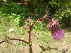 Cirsium vinaceum