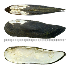 Lanceolaria