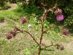 Cirsium vinaceum