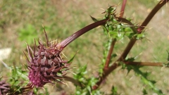 Cirsium vinaceum
