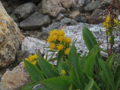 Solidago leiocarpa