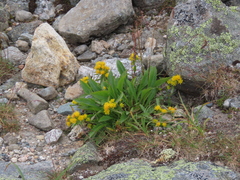Solidago leiocarpa