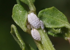 Phenacoccus peruvianus