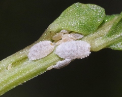 Phenacoccus peruvianus