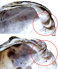 Aculamprotula coreana