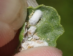 Phenacoccus peruvianus