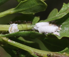 Phenacoccus peruvianus