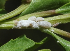 Phenacoccus peruvianus