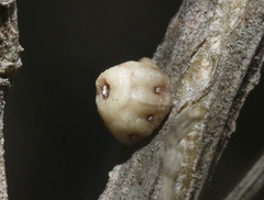 Ceroplastes cirripediformis