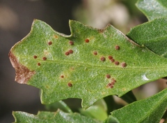 Puccinia baccharidis
