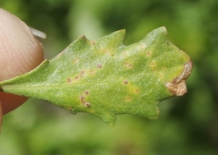 Puccinia baccharidis