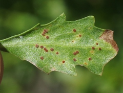 Puccinia baccharidis