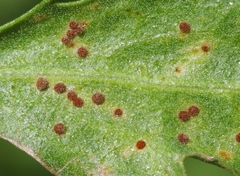 Puccinia baccharidis