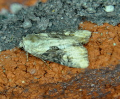 Lateroligia ophiogramma